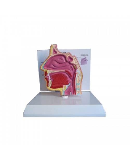 Anatomique  modèle de dissection de la cavité nasale
